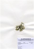 藏品(白果胞藻)的圖片